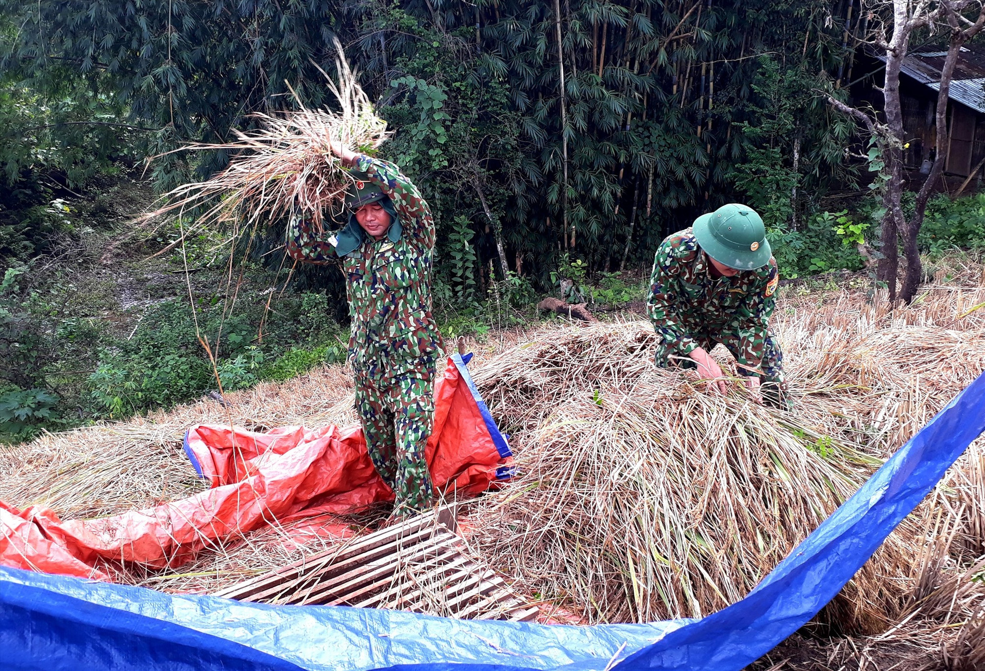 Các chiến sĩ Đồn Biên phòng Đắc Pring giúp dân thu hoạch lúa sau lũ. Ảnh: ĐĂNG NGUYÊN