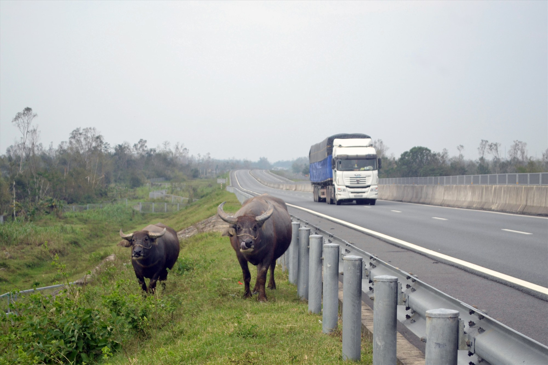 Thả rông trâu trong hành lang an toàn đường cao tốc Đà Nẵng - Quảng Ngãi qua huyện Thăng Bình. Ảnh: T.C.T