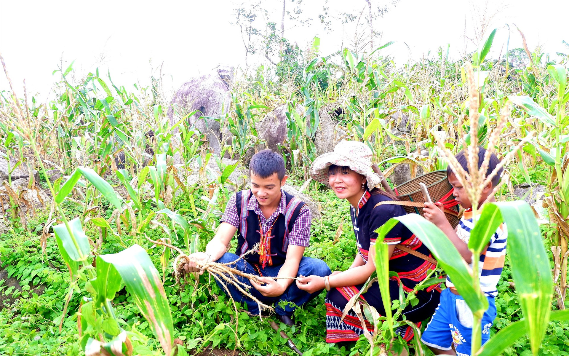 Trồng đảng sâm xen canh với bắp nếp giúp nhiều hộ dân đồng bào dân tộc thiểu số của huyện Tây Giang có thêm nguồn thu nhập. Ảnh: N.P