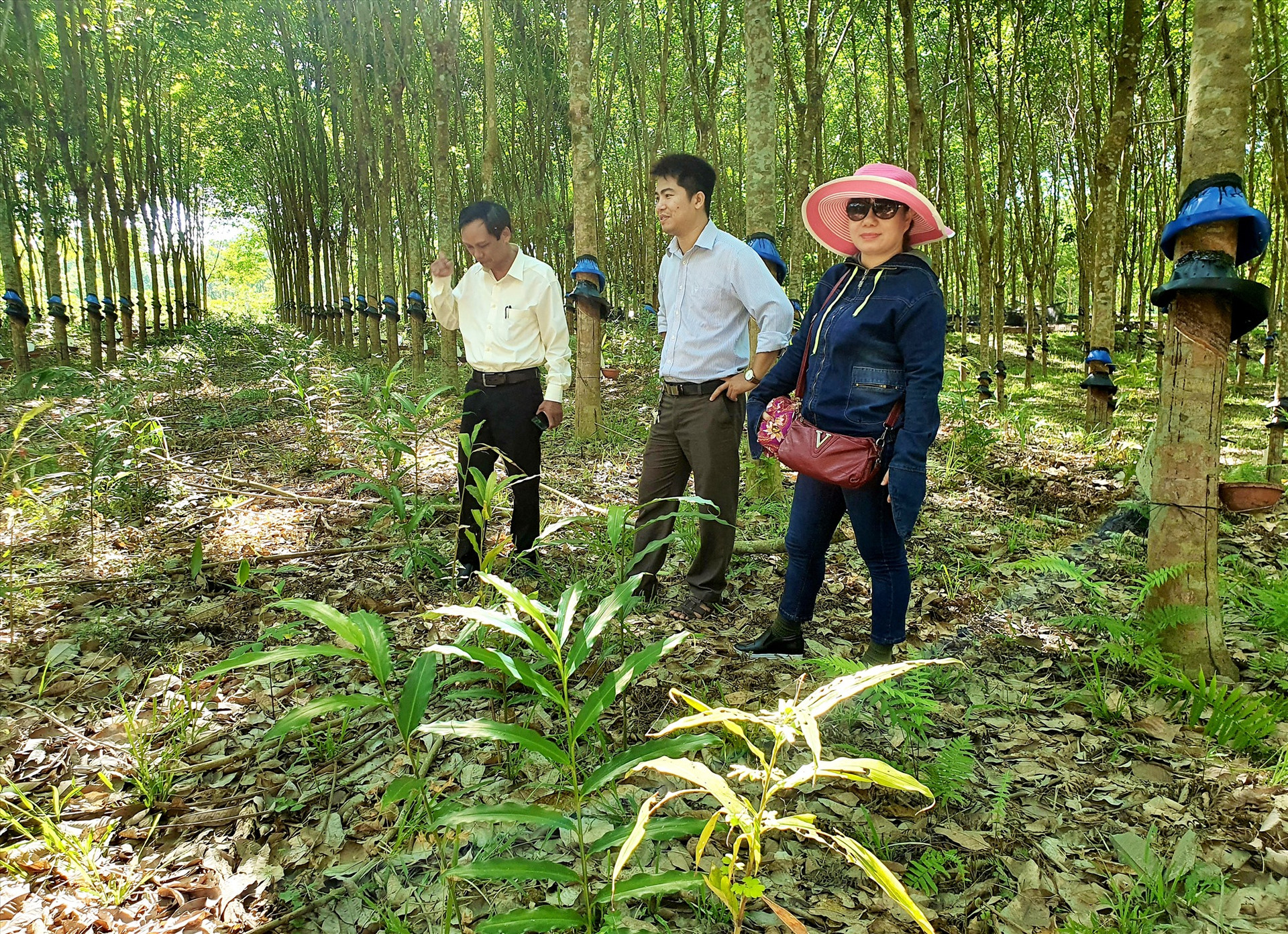 Những năm qua, người dân ở nhiều địa phương miền núi trong tỉnh đầu tư phát triển mạnh mô hình trồng cây sa nhân dưới tán rừng cao su. Ảnh: N.P