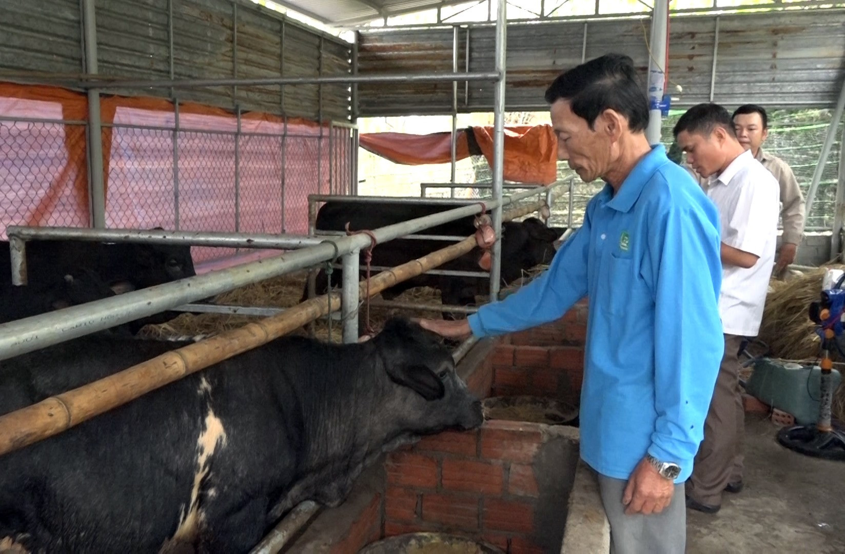 Ông Trần Ngọc Tín (áo xanh) đang chăm sóc đàn bò 3B của mình. Ảnh: MT.