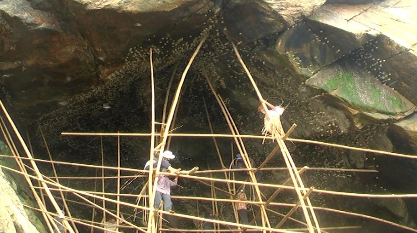 Collecting salangane nests in Quang Nam