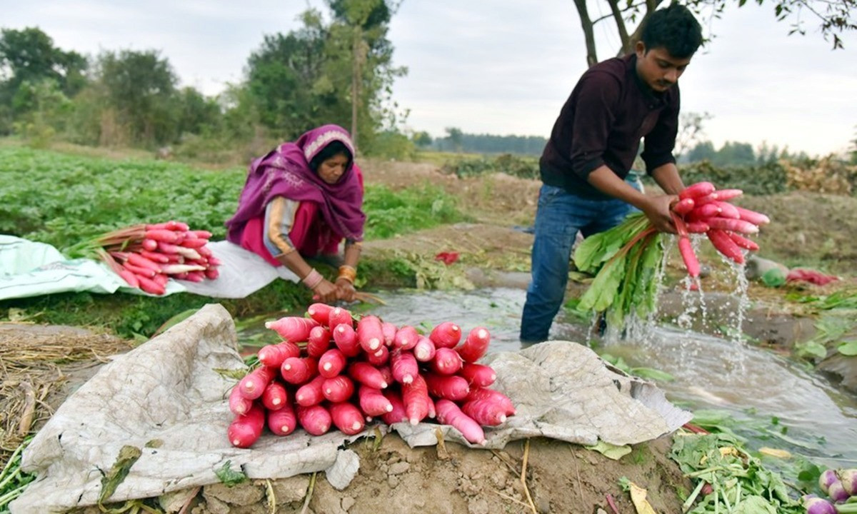 Nông dân Ấn Độ vào mùa thu hoạch. Ảnh: Globaltimes
