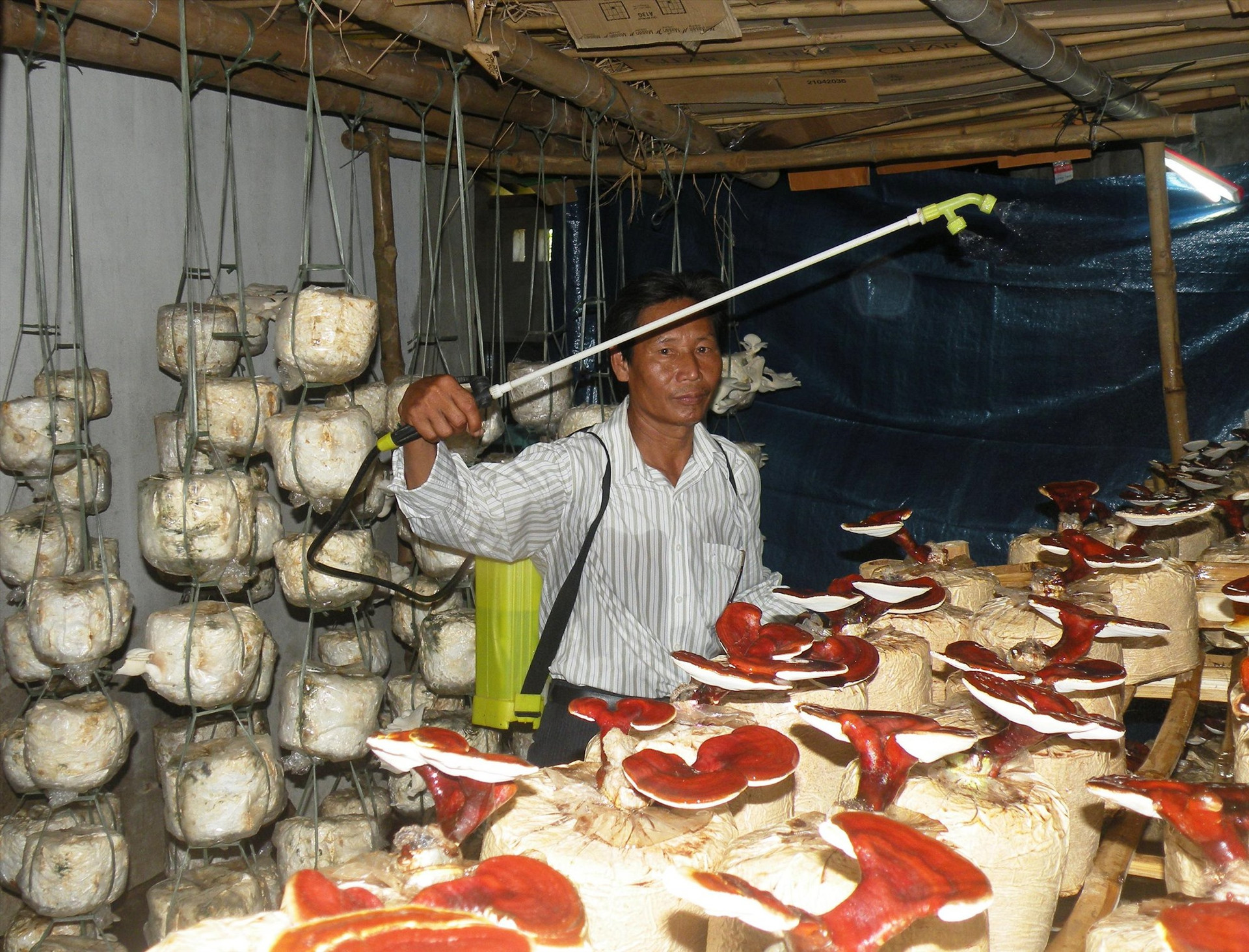 Nhờ được đào tạo nghề, nhiều hộ dân trên địa bàn tỉnh có nguồn thu nhập cao từ mô hình sản xuất nấm theo phương thức hàng hóa.  Ảnh: VĂN SỰ