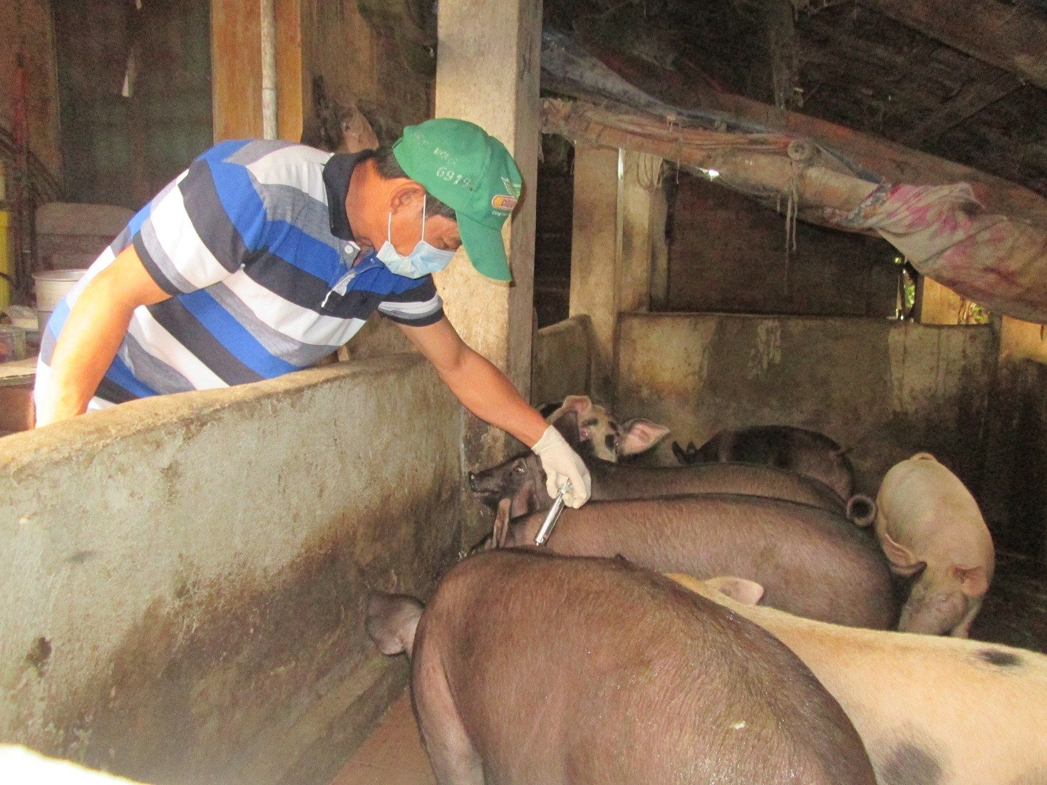 Những năm qua, nhiều lao động nông thôn được chuyển giao kỹ thuật chăn nuôi gia súc, gia cầm và phương thức sử dụng thuốc thú y.   Ảnh: VĂN SỰ