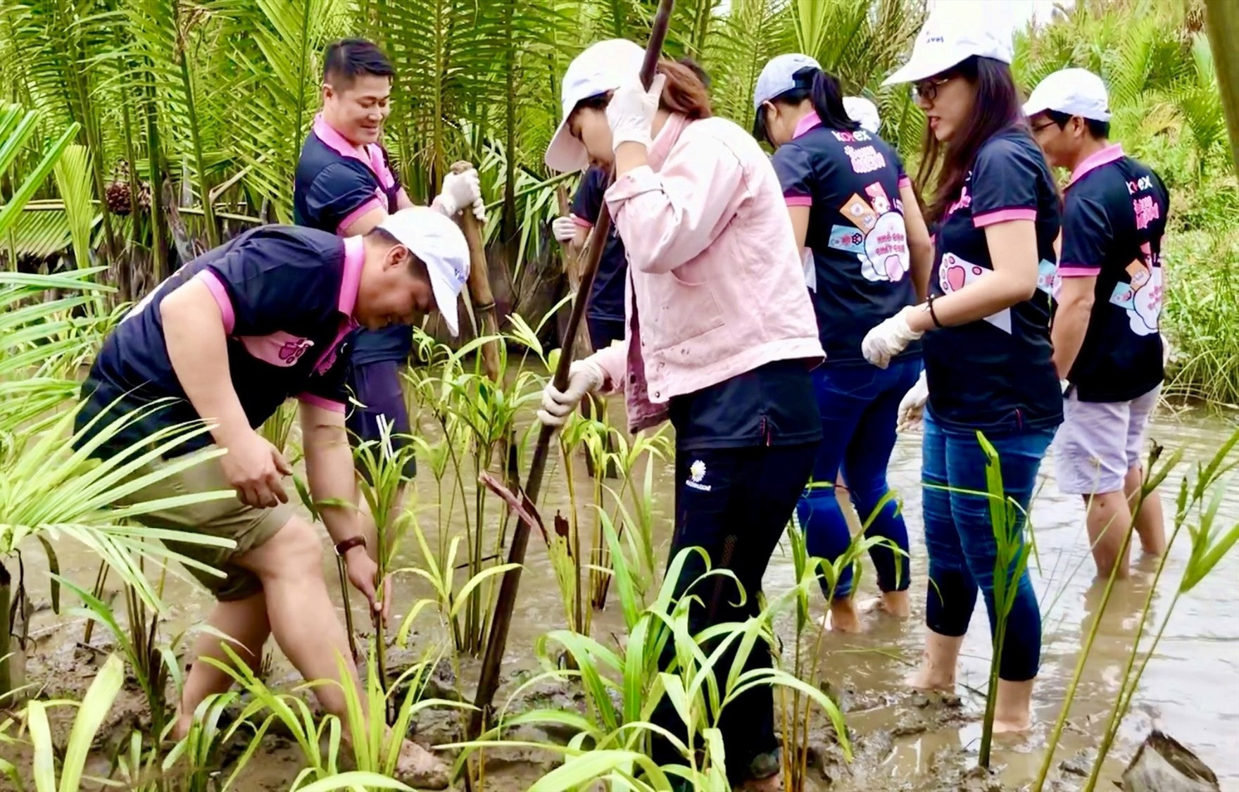 Mỗi du khách trồng 2 cây dừa nước góp phần phục hồi hệ sinh thai rừng dừa nước Cẩm Thanh