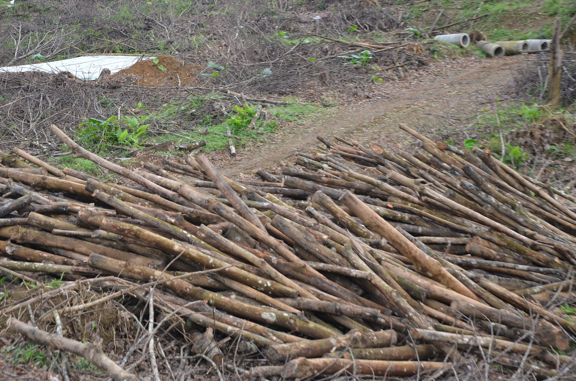Tại rừng cao su thị trấn Tân Bình (Hiệp Đức), gỗ cao su nhỏ chất đống chỉ để làm củi. Ảnh: H.P