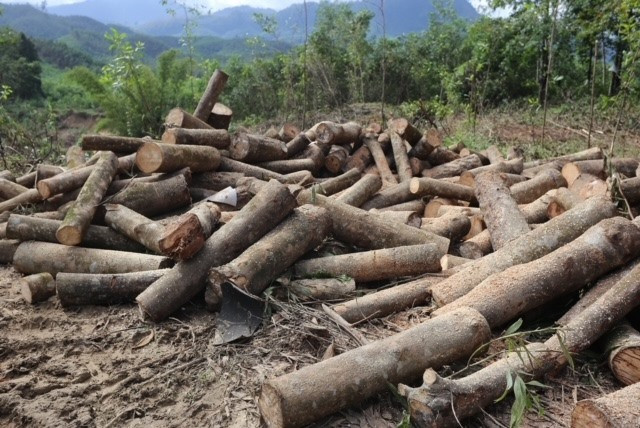 Với thân cây to, cưa từng khúc bán lấy gỗ cho các nhà máy chế biến ở khu vực phía Nam. Ảnh: H.P