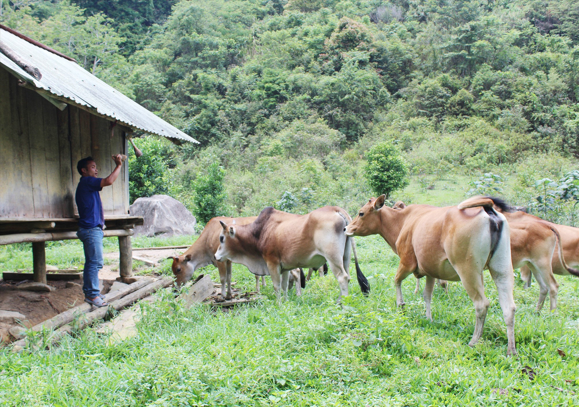 Chăn nuôi khoanh vùng kết hợp với làm chuồng trại cho trâu bò trú vào mùa đông là mô hình chăn nuôi hiệu quả ở các xã vùng cao Tây Giang. Ảnh: Đ.H