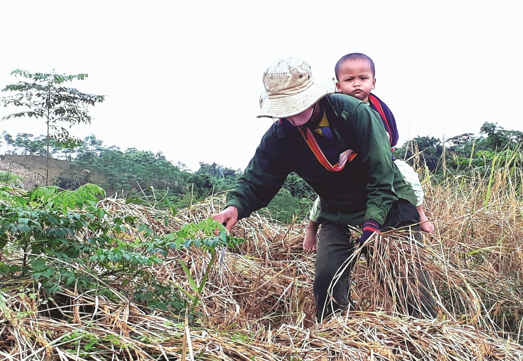 Người vùng cao tranh thủ gặt cánh rẫy còn sót lại sau lũ, các em nhỏ được địu trên lưng.