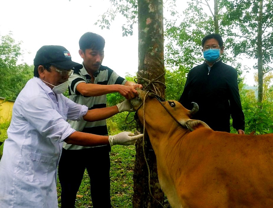 Ngành chuyên môn cần tích cực hướng dẫn người chăn nuôi các biện pháp chữa trị bệnh lở mồm long móng cho đàn trâu, bò. Ảnh: VĂN SỰ