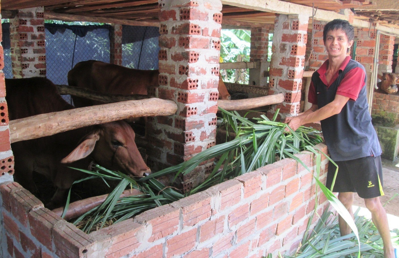Thời gian qua các chủ gia trại chăn nuôi bò thâm canh ở Quế Sơn chú trọng tiêm phòng vắc xin lở mồm long móng nhằm hạn chế thiệt hại do dịch bệnh gây ra. Ảnh: M.L