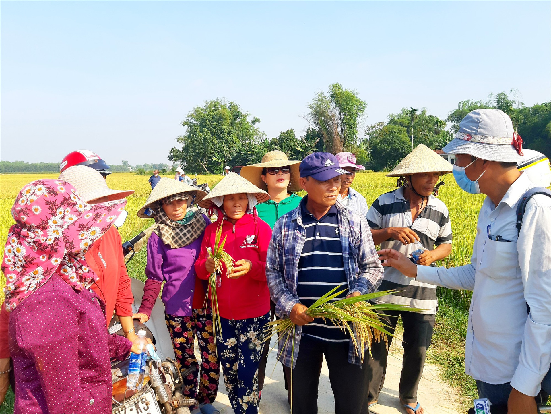 Sản xuất giống lúa thuần ĐT100 theo mô hình nông nghiệp thông minh thích ứng biến đổi khí hậu giúp nông dân xã Quế Phú (Quế Sơn) nâng cao năng suất và giá trị kinh tế. Ảnh: T.P
