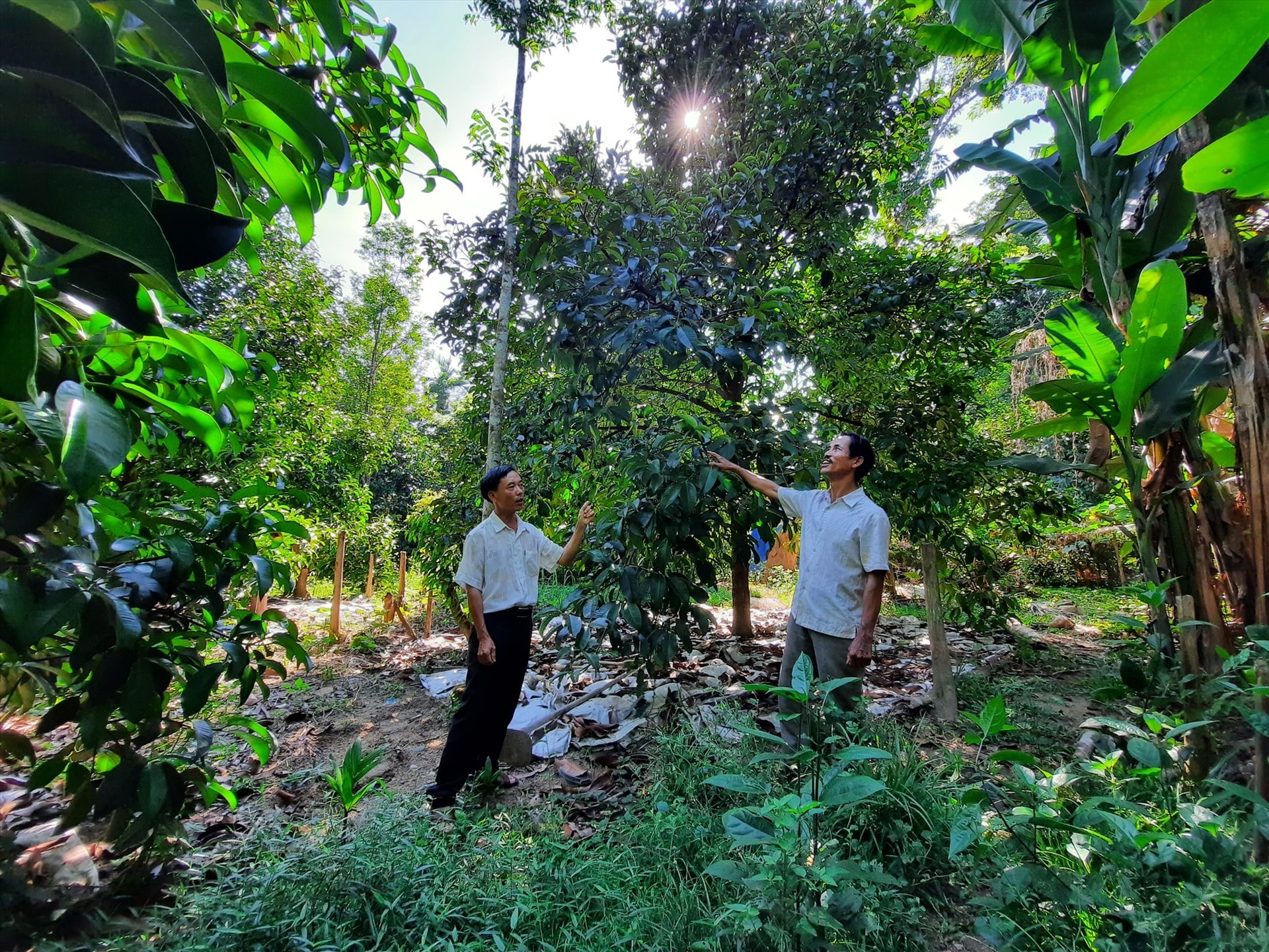 Nhiều người dân Tiên Phước đã tham gia chỉnh trang, trồng mới nhiều loại cây ăn quả có giá trị kinh tế cao. Ảnh: D.L