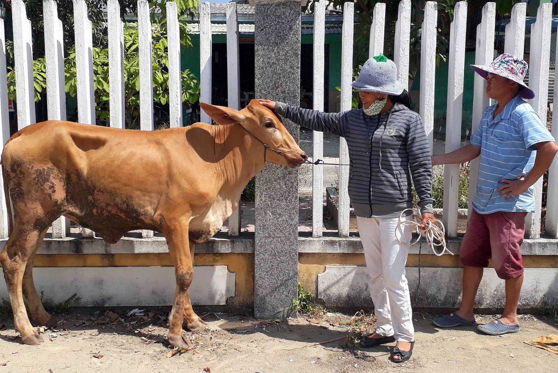 Huyện Quế Sơn hỗ trợ bò giống cho người dân phát triển kinh tế. ảnh DT
