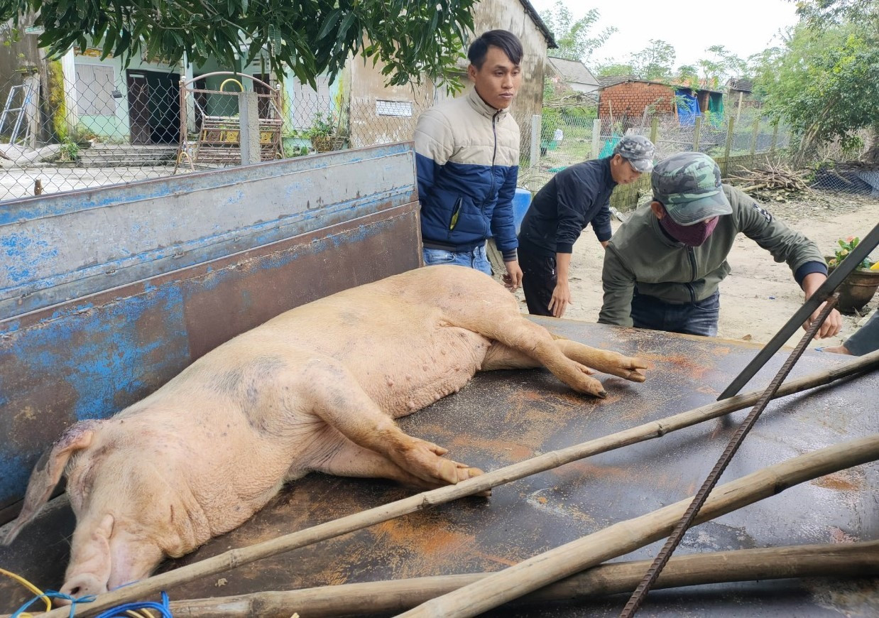 Dịch tả lợn châu Phi đang diễn biến phức tạp tại Bình Giang, huyện Thăng Bình, tỉnh Quảng Nam. Ảnh: HOÀI AN