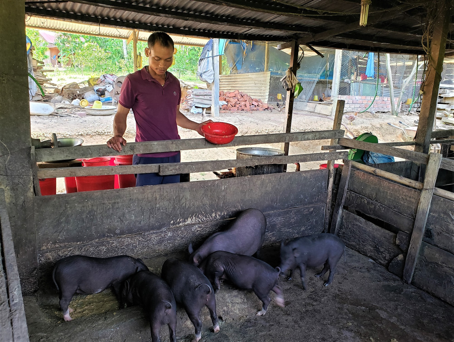 Dịch tả lợn châu Phi đe dọa đến giống heo đen bản địa vùng cao Nam Giang. Ảnh: THANH THẮNG