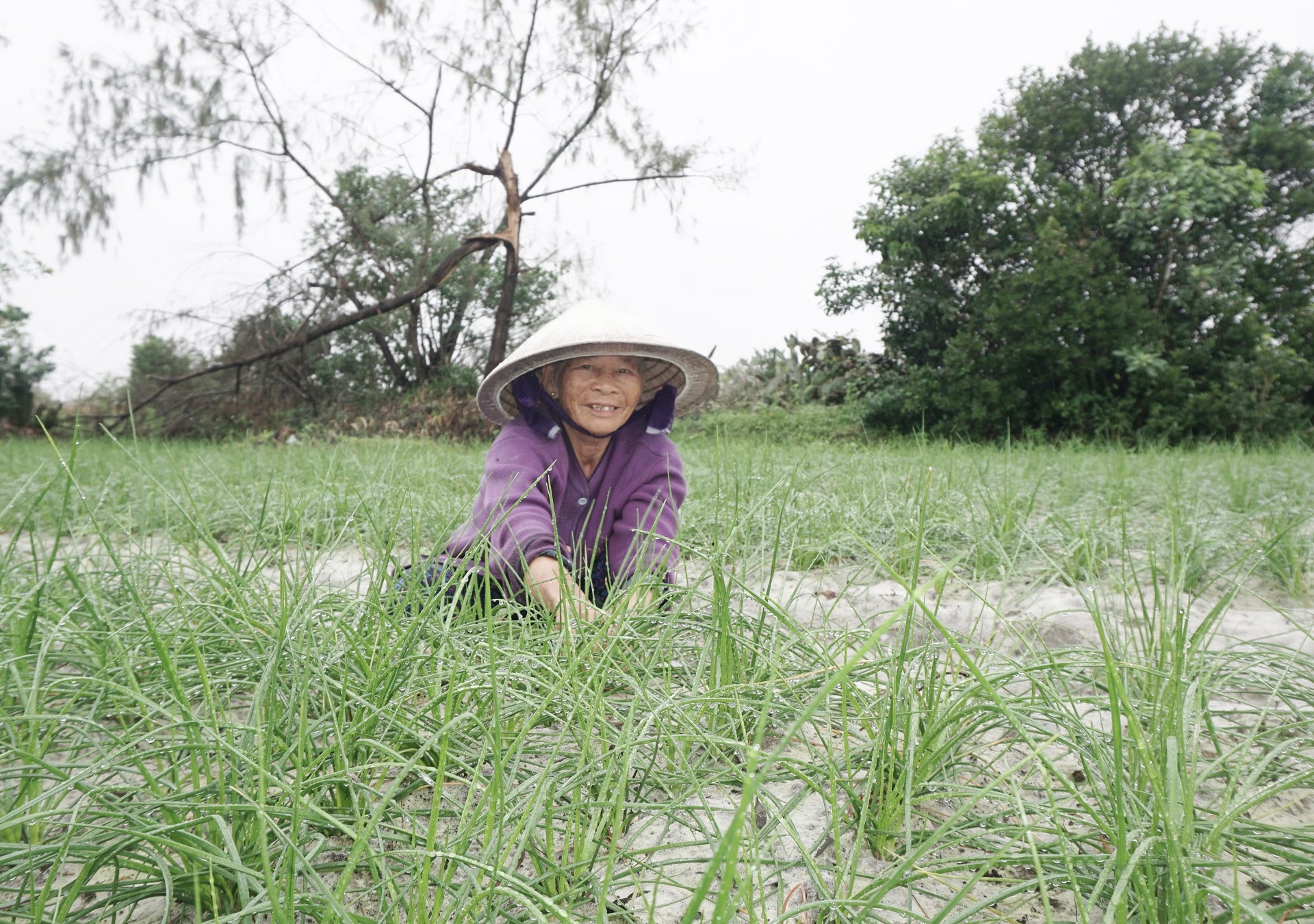 Nông dân xã Bình Phục (huyện Thăng Bình) chăm sóc kiệu để chuẩn bị cho vụ thu hoạch. Ảnh: N.Trang