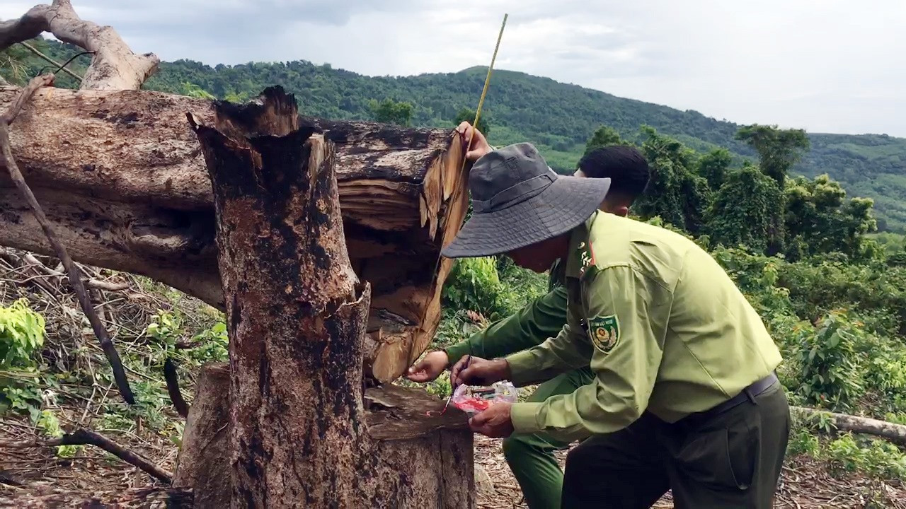Năm 2020, cơ quan chức năng tại huyện Thăng Bình phát hiện 8 vụ khai thác rừng trái phép.