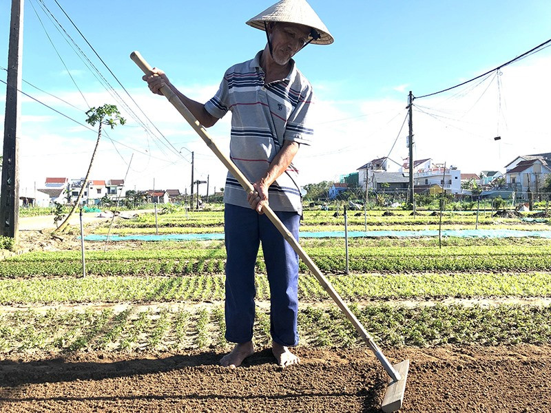 A farmer in Tra Que village in his vegetable garden
