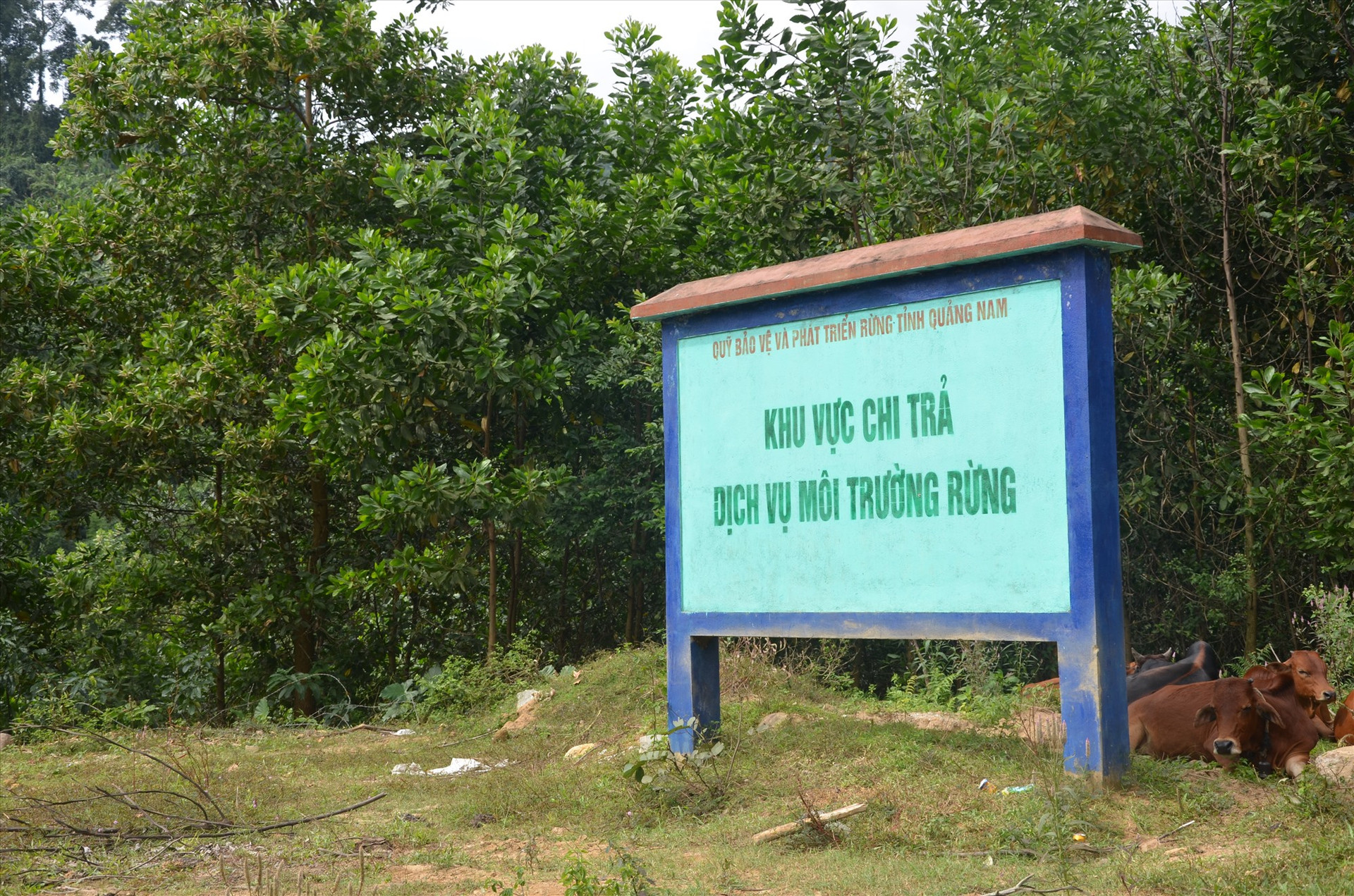 Một khu vực bảo vệ nghiêm ngặt trong khu dự trữ thiên nhiên Ngọc Linh thuộc xã Trà Tập, Nam Trà My. Ảnh: H.P