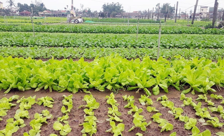 Nhiều luống rau xanh ở Trà Quế đang phát triển tốt hứa hẹn một mùa màng bội thu.