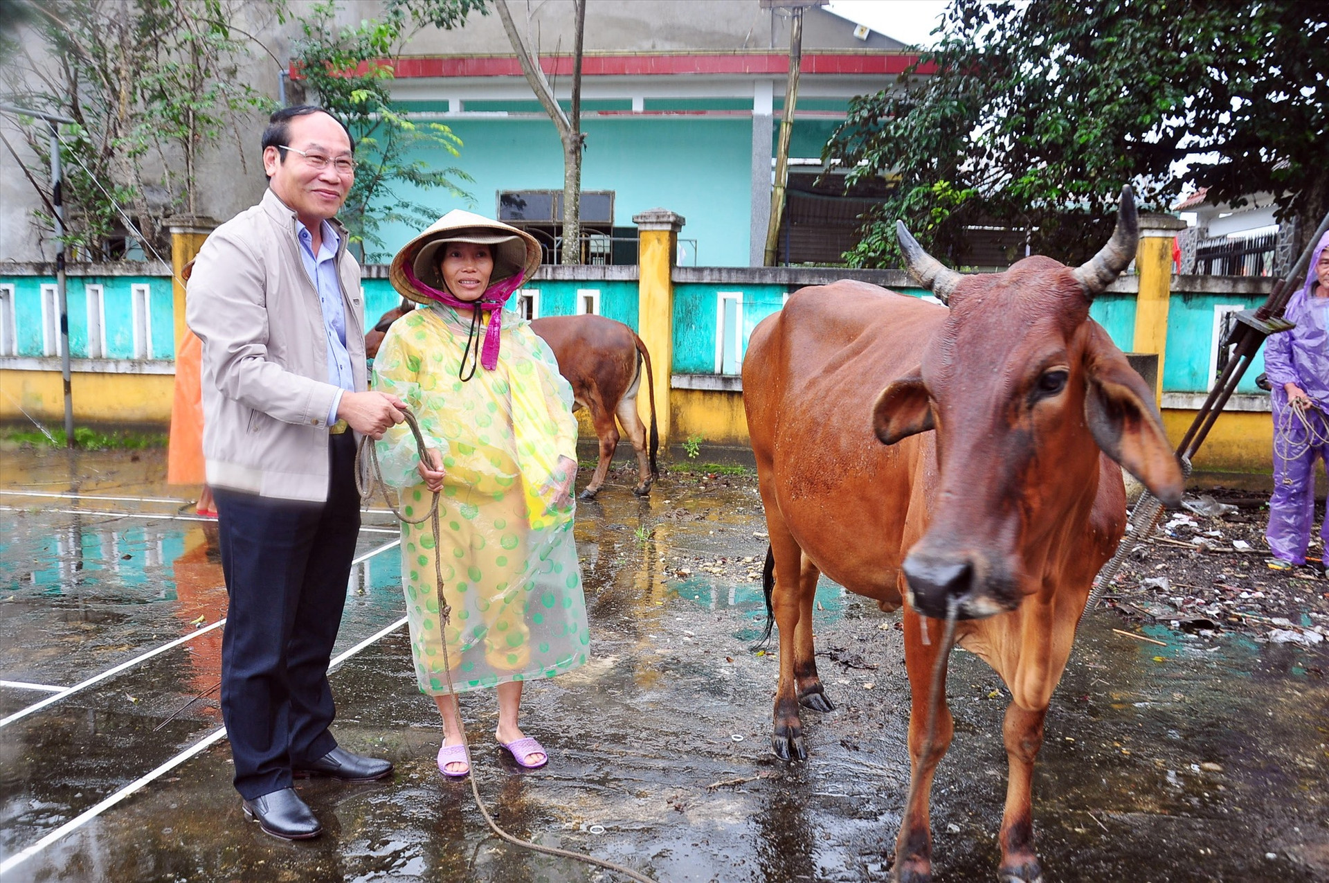 Chủ tịch Ủy ban MTTQ Việt Nam tỉnh Võ Xuân Ca tặng bò cho hộ nghèo tại Đại Lộc. Ảnh: V.ANH