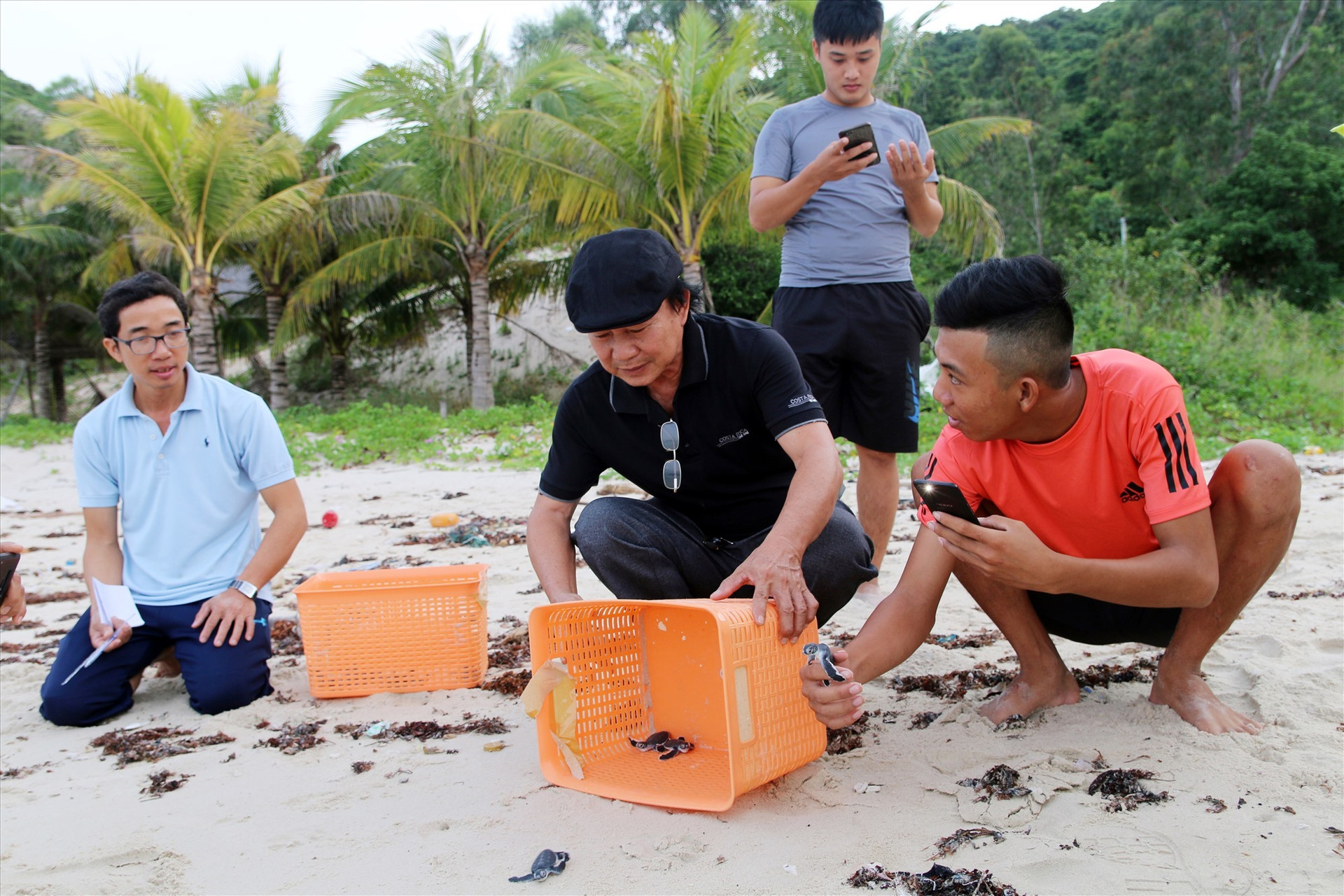 Ba năm qua gần 2.000 trứng rùa con đã được Ban Quản lý Khu Bảo tồn biển Cù Lao Chàm ấp nở thành công thả về biển. Ảnh: V.L