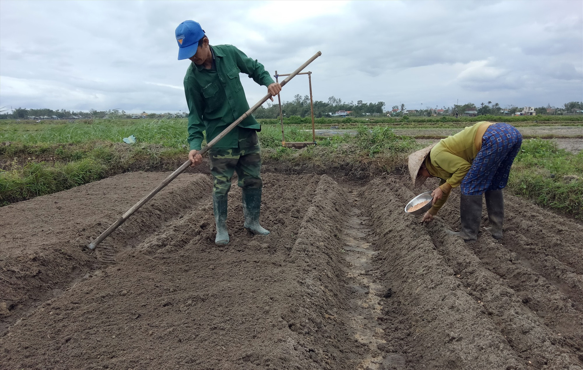 Gia đình ông Phan Công Chiến đang gieo trồng cây đậu phụng.