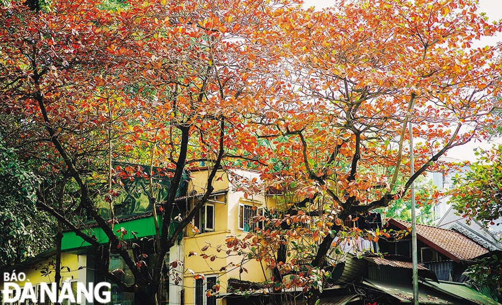 Chỉ đến những ngày giữa đông, lá bàng mới chuyển sang đỏ ửng.