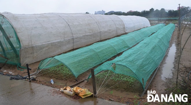 Cần che chắn, tránh mưa và rét cho rau ăn lá để rau sinh trưởng, phát triển bình thường, phục vụ Tết.  Trong ảnh: Người trồng rau ở vùng rau La Hường che chắn mưa, rét cho rau. Ảnh: HOÀNG HIỆP