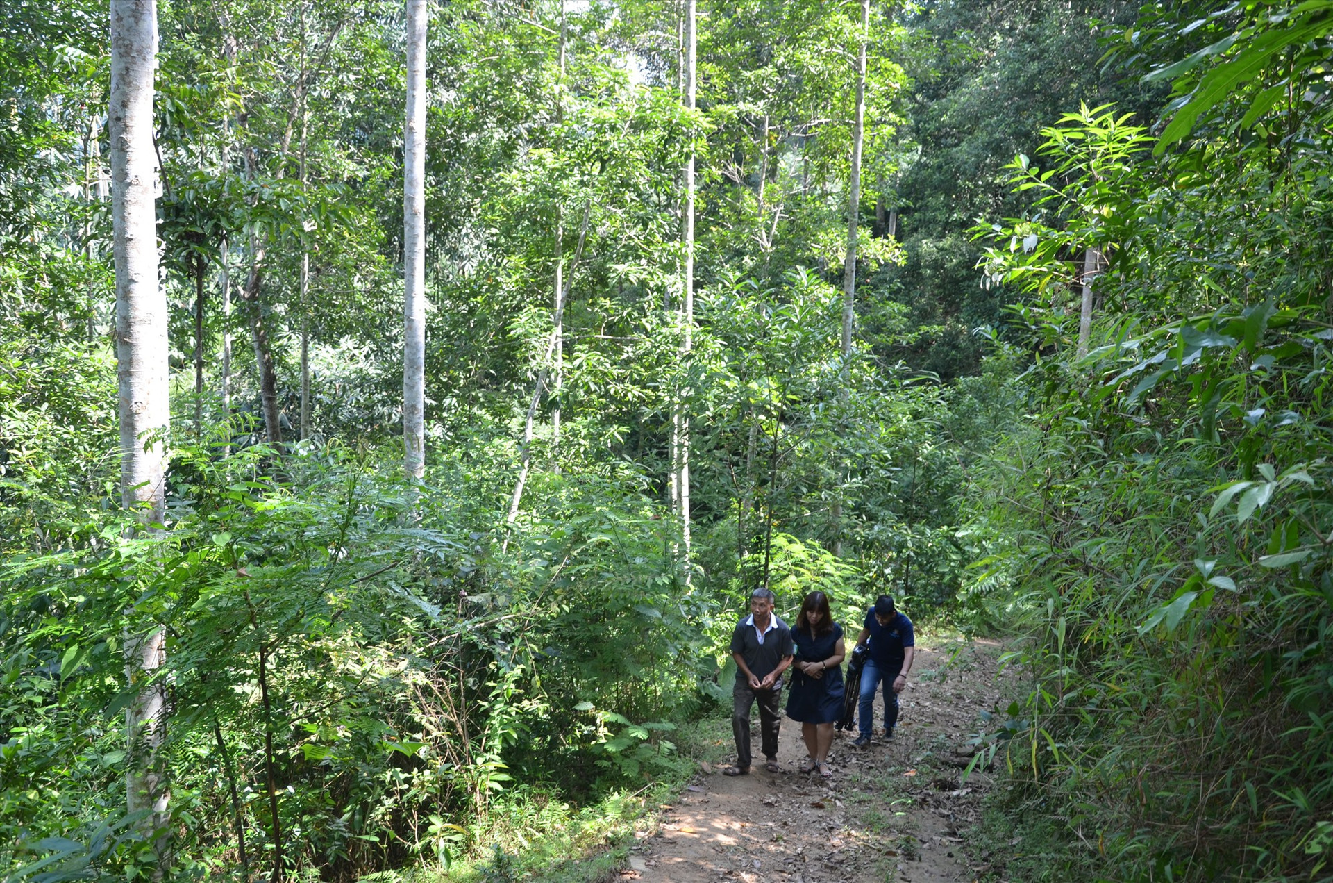 Nếu Trung ương quyết định quy định nguồn thu từ hấp thụ và lưu giữ các bon của rừng, Quảng Nam sẽ có thêm nguồn thu mở rộng dịch vụ môi trường rừng. Ảnh: H.P