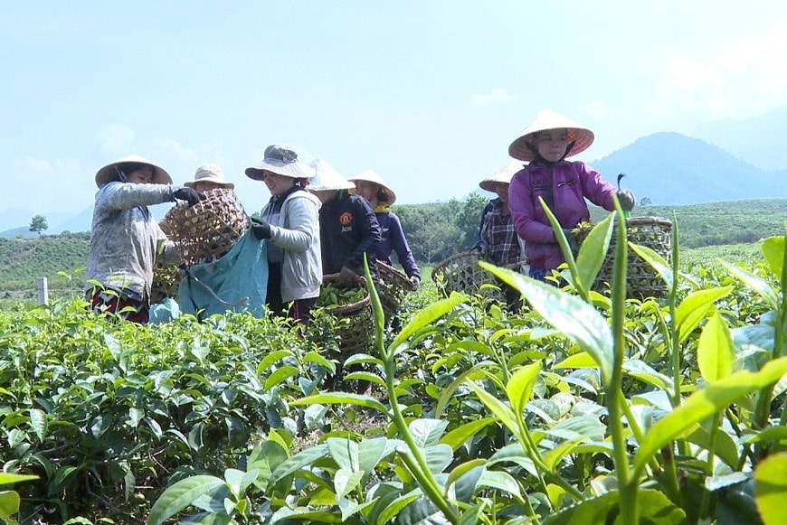 Lao động Công ty CP Nông lâm nghiệp Quyết Thắng Quảng Nam thu hái chè xanh. Ảnh: C.T