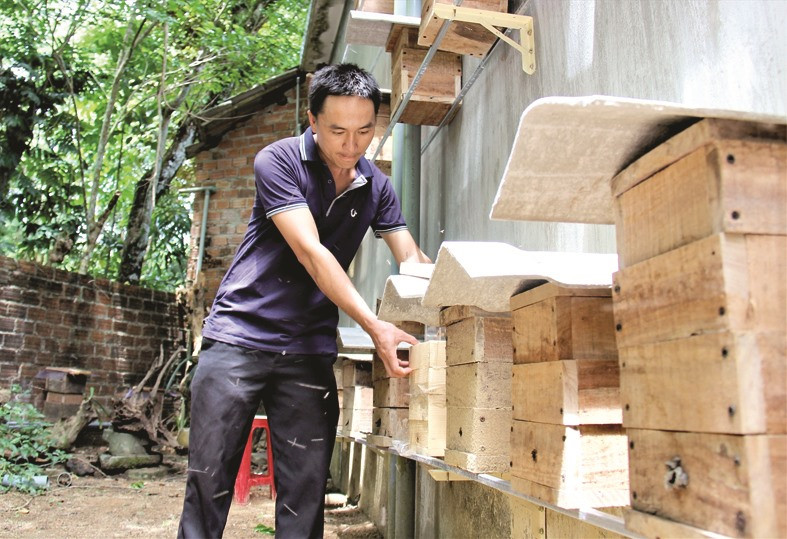 Mô hình nuôi ong dú với sản phẩm Mật ong dú Kỳ Tân (xã Tam Dân) được Phú Ninh triển khai phát triển sản xuất liên kết theo chuỗi giá trị gắn với tiêu thụ. Ảnh: T.T
