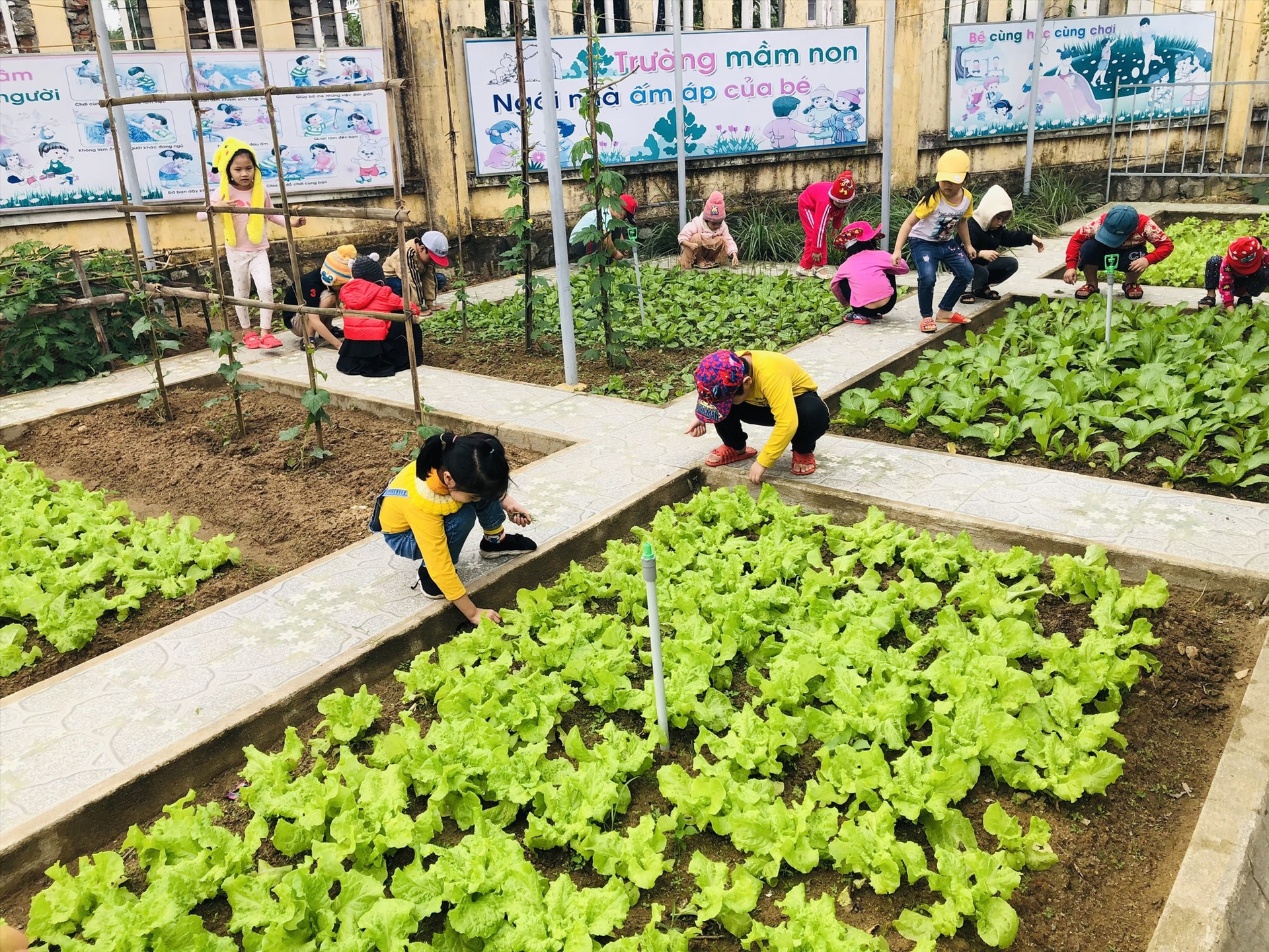 Học sinh Trường Mẫu giáo Bình Minh (Tam Kỳ) trải nghiệm chăm sóc rau trong vườn trường. Ảnh: P.THẢO