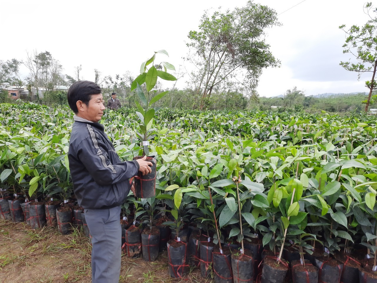 Cây giống được KOCHAM hỗ trợ cho người dân tại huyện Tiên Phước hồi tháng 1.2021. Ảnh: V.N