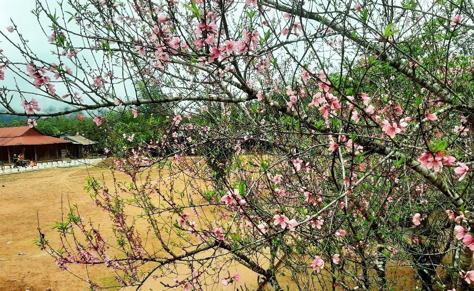 Những cây đào ở Arầng cho hoa màu hồng tươi, đẹp rực rỡ trước thềm năm mới. Ảnh: Đ.N