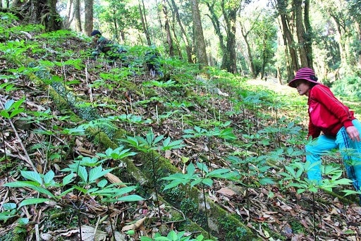 A Ngoc Linh ginseng garden in Quang Nam