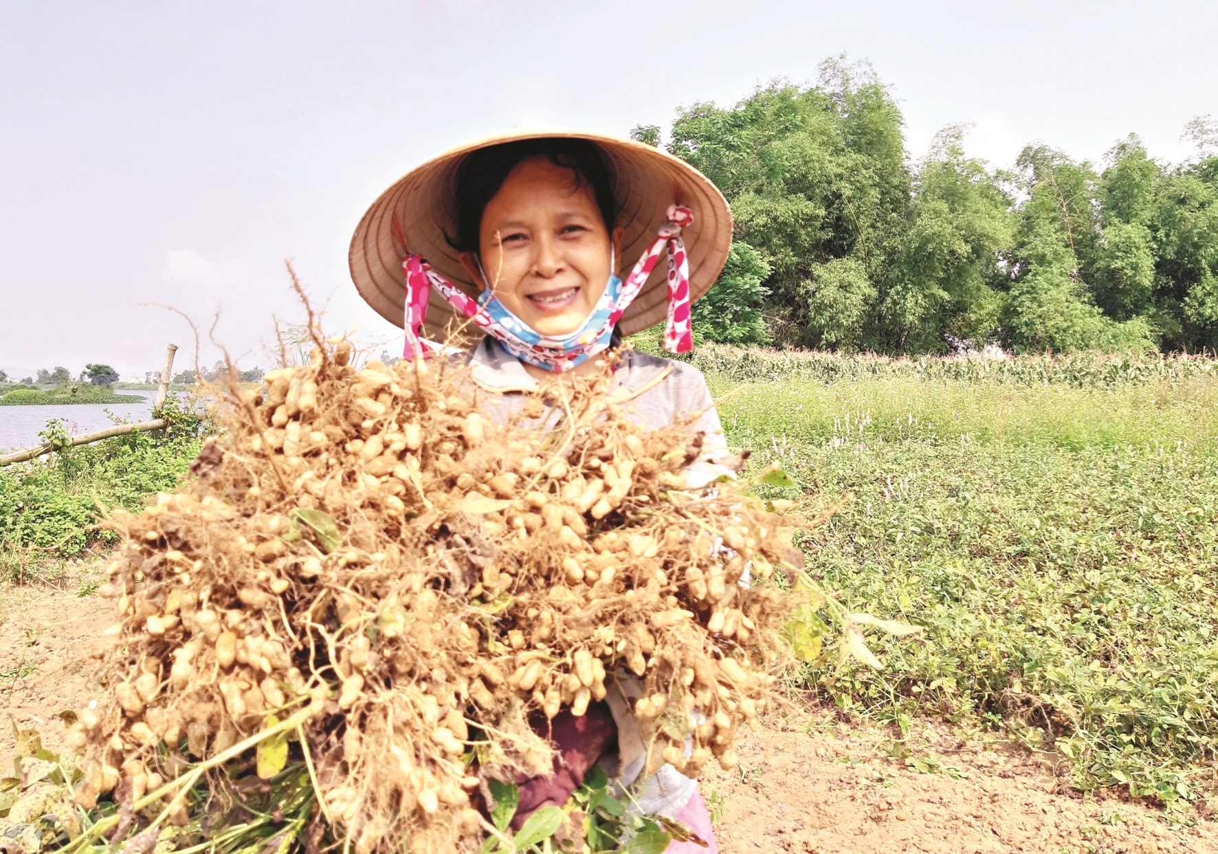 Chuyển đất lúa sang trồng đậu phụng thâm canh giúp nhà nông tiết kiệm nguồn nước tưới và đặc biệt là giá trị kinh tế tăng thêm 25 triệu đồng/ha/năm. Ảnh: N.P