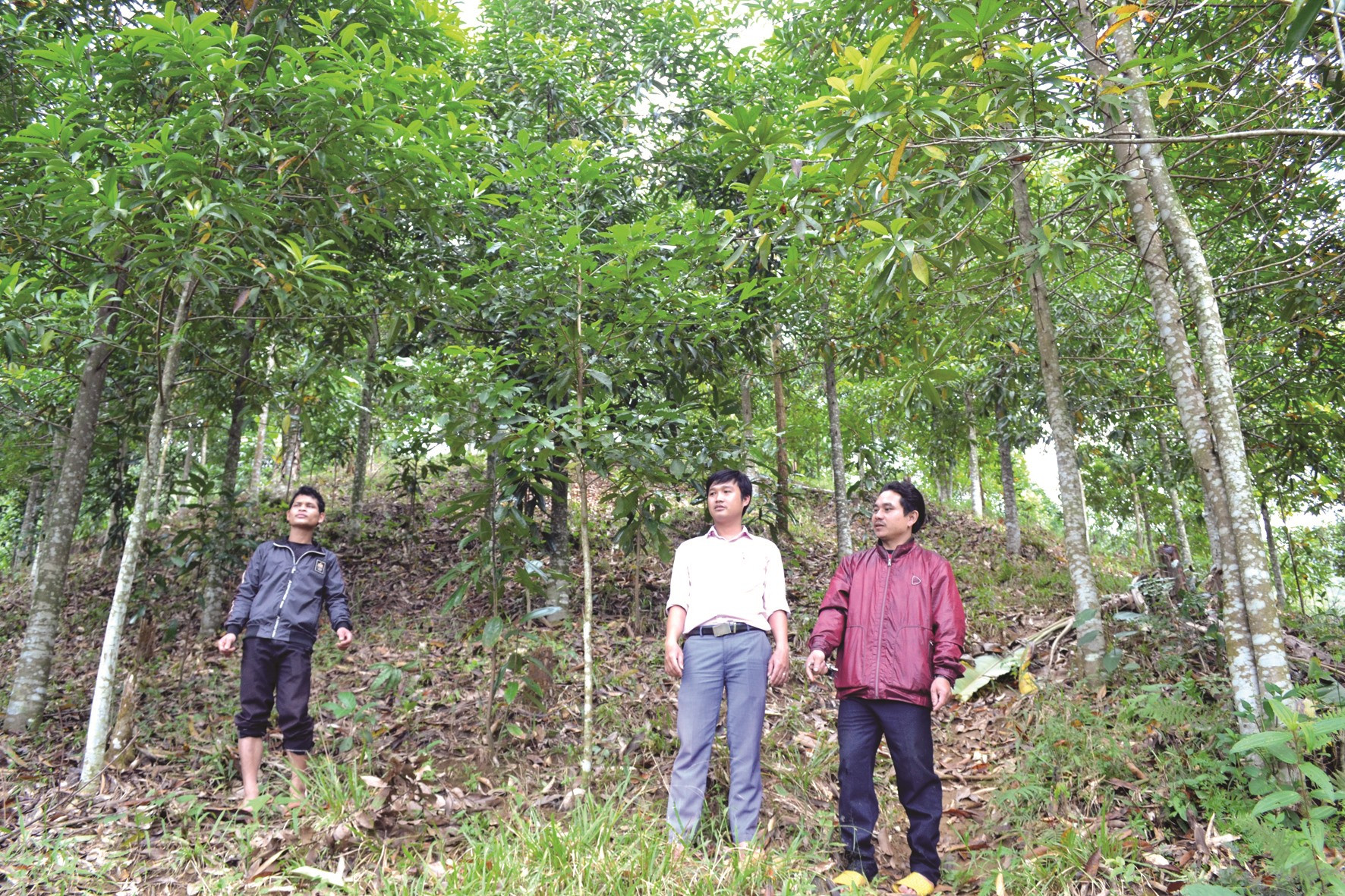 Anh Hồ Văn Hên (bên phải) phấn khởi với thành quả đạt được từ mô hình trồng cây dược liệu. Ảnh: ĐĂNG CAO