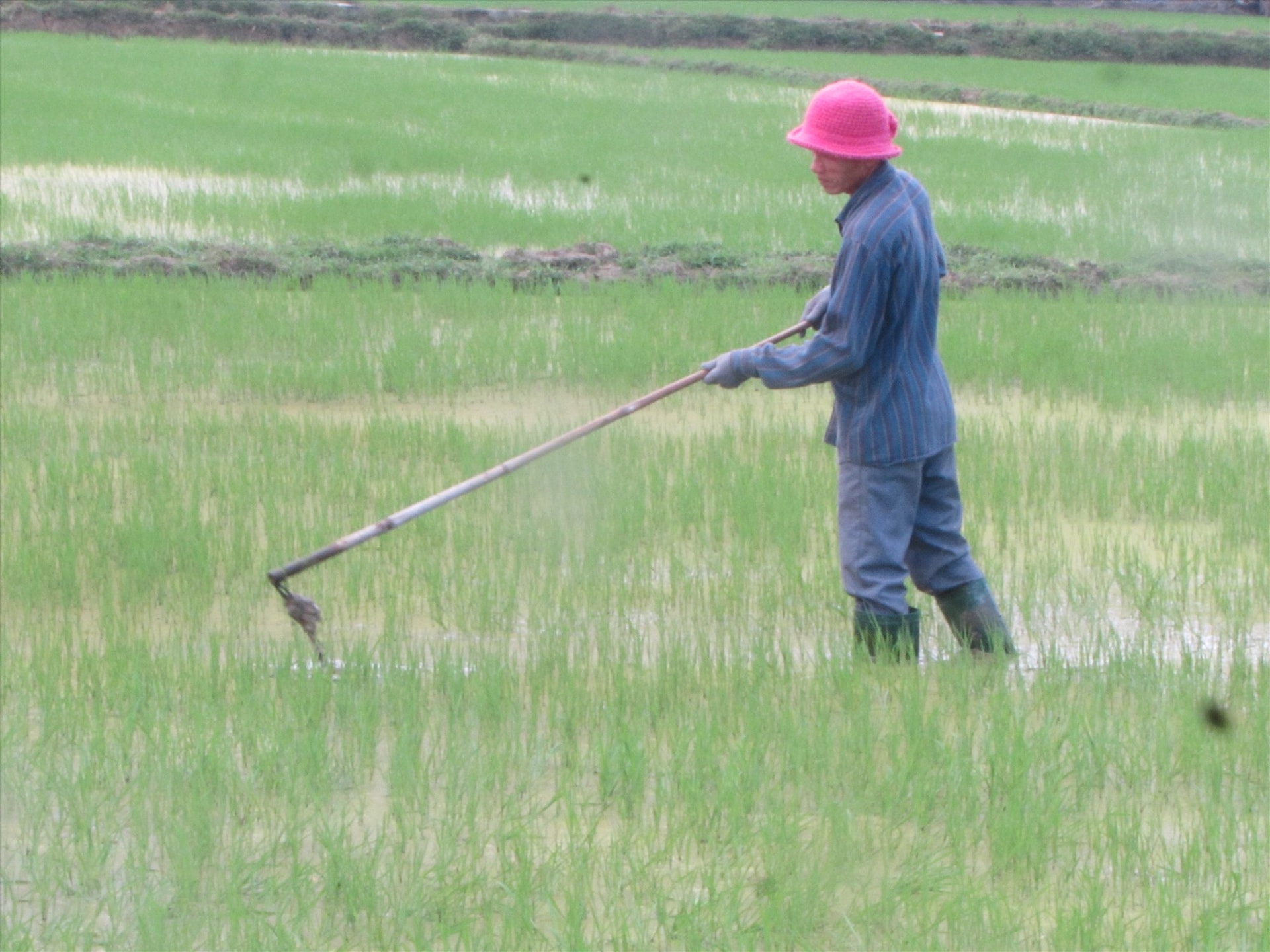 Nông dân huyện Núi Thành chăm bón lúa đông xuân. Ảnh: VĂN PHIN