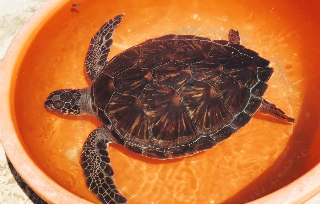 Con rùa biển Ban Quản lý Khu bảo tồn biển Cù Lao Chàm tiếp nhận từ ngư dân Bình Nam. Ảnh: BQL