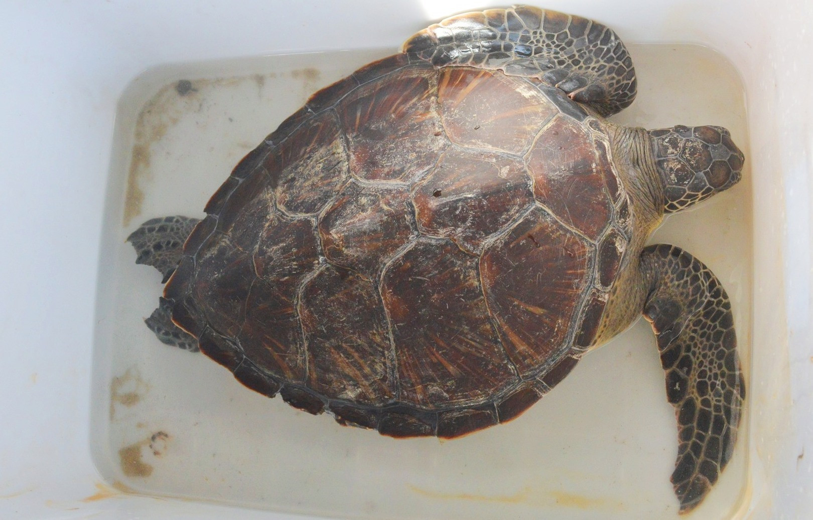 Cá thể rùa biển được thả nặng 10.5kg