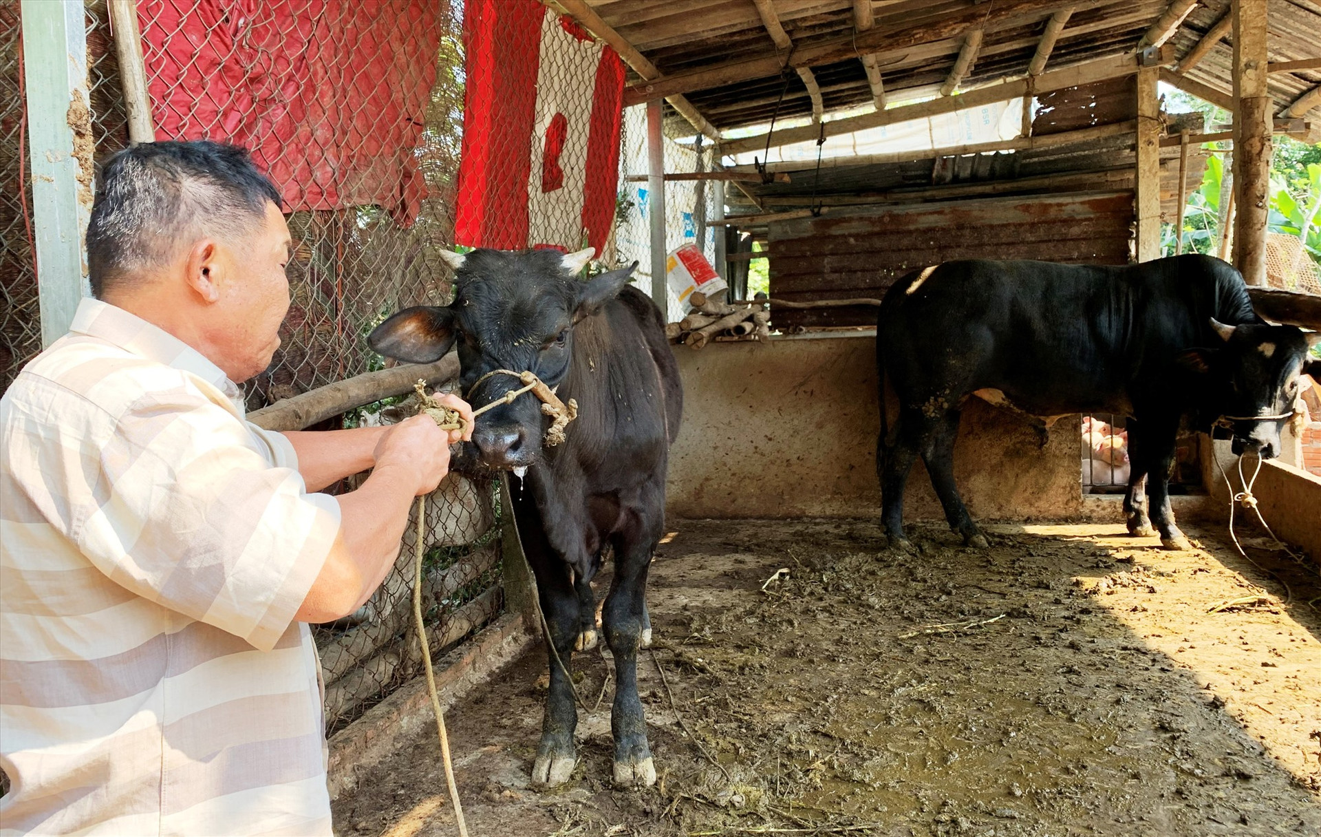 Ông Nguyễn Thì ở thôn Lệ Bắc (Duy Châu, Duy Xuyên) cách ly 2 con bò bị mắc bệnh LMLM để hạn chế nguy cơ lây nhiễm cho cả đàn. Ảnh: T.P