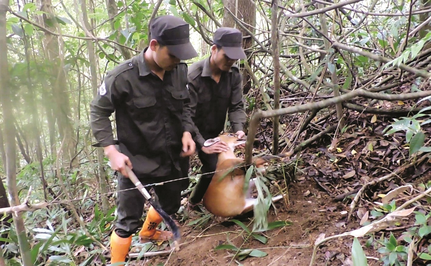 Một con mang mắc bẫy được giải cứu thả về rừng. “Ngoài việc tuần tra phá bẫy thì khu bảo tồn tuyên truyền và hỗ trợ sinh kế cho cộng đồng để người dân bảo vệ rừng và thay đổi tập quán săn bắt” - ông Lê Hoàng Sơn, Phó Giám đốc Khu bảo tồn loài Sao la Quảng Nam nói.