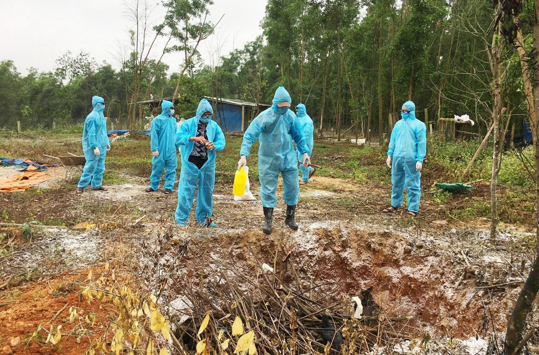 Lực lượng chức năng huyện Phú Ninh nhanh chóng tiêu hủy số gà bị dịch, hạn chế lây lan.
