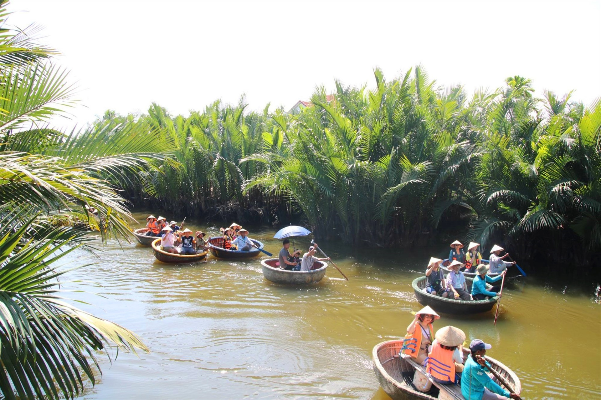 Bảo tồn và phát triển rừng dừa nước đáp ứng sinh kế cộng đồng.