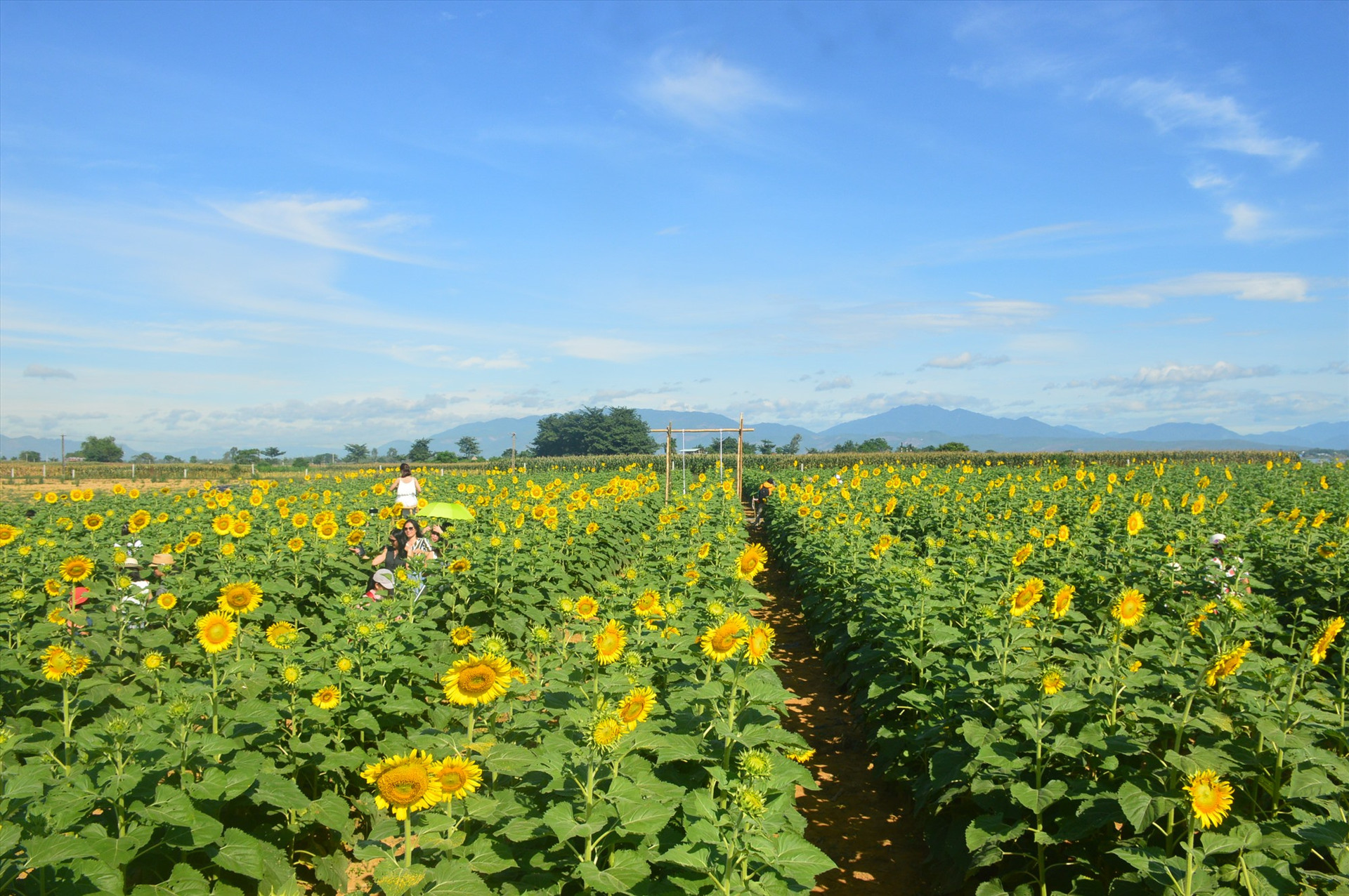 Cánh đồng hoa hướng dương ven sông Thu Bồn (thôn Kỳ Lam, xã Điện Quang) thu hút du khách gần xa tham quan. Ảnh: CT