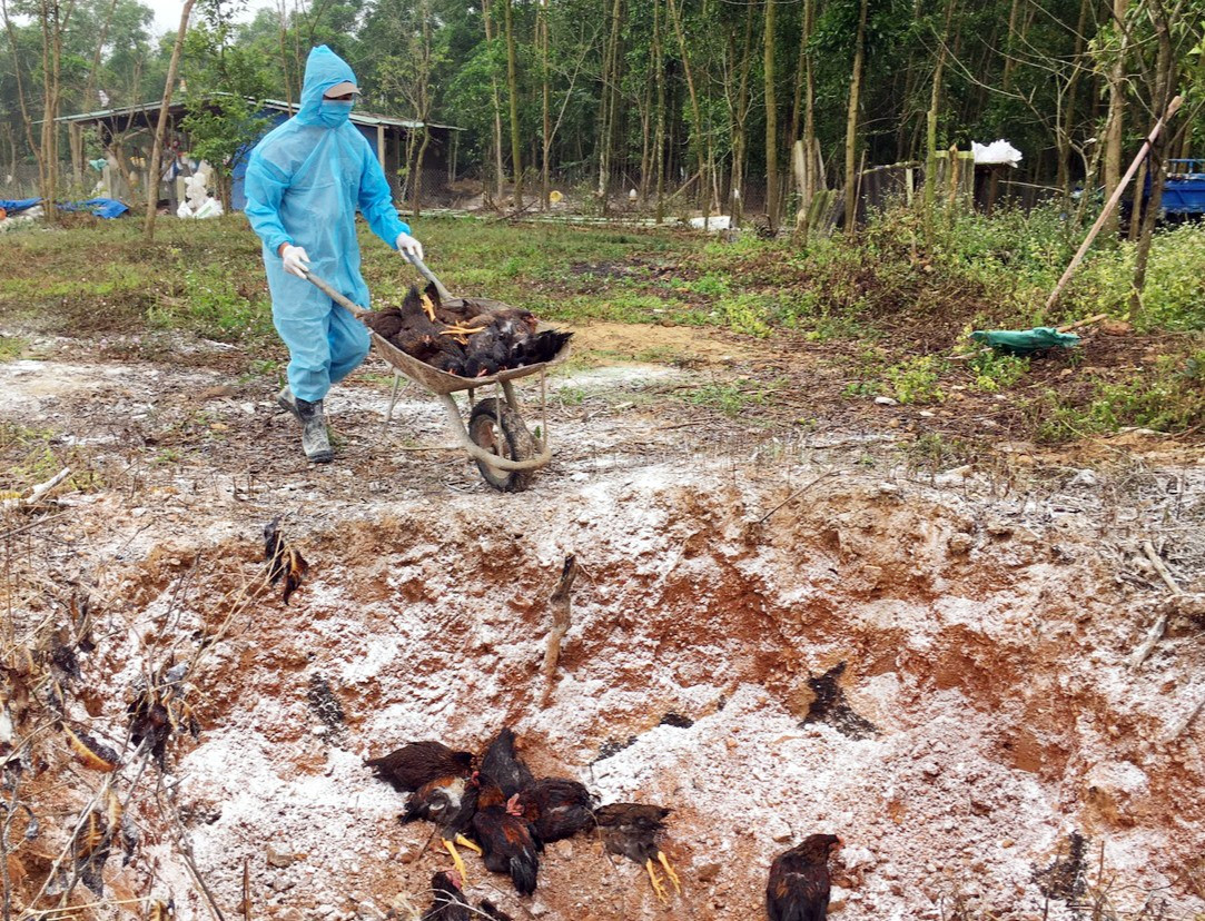Tiến hành tiêu hủy bắt buộc số gia cầm bị nhiễm dịch cúm A/H5N6 ở xã Tam Vinh (Phú Ninh). Ảnh: N.S