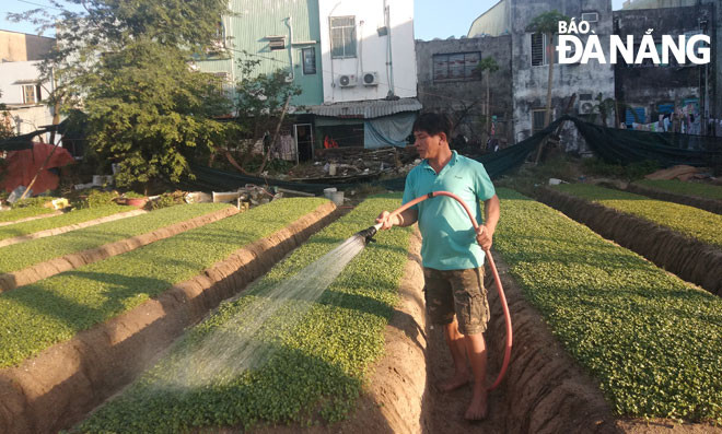 Ông Nguyễn Hải chăm sóc vườn rau tại khu đất trống ở phường Nại Hiên Đông, quận Sơn Trà. Ảnh: MAI HY